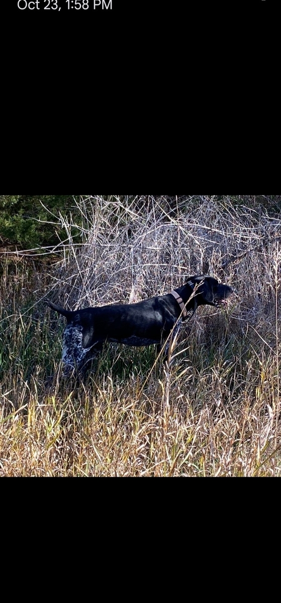 Kilo's Thunderhead Skye